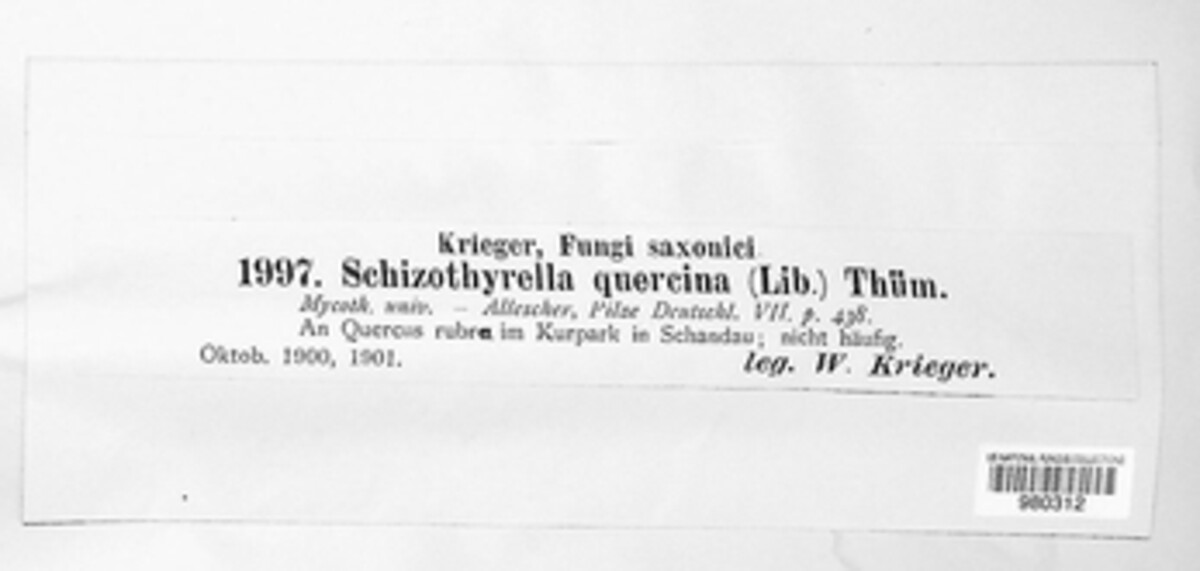 Schizothyrella quercina image